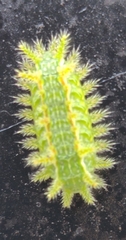 Euclea incisa
