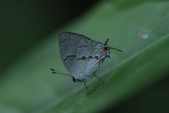 Nesiostrymon celona