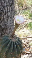 Echinopsis rhodotricha