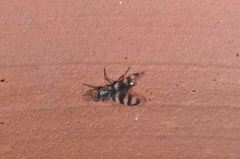 Ulidiidae