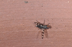 Ulidiidae
