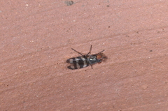 Ulidiidae