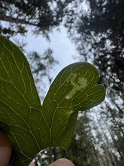 Phytomyza minuscula group