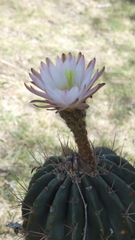 Echinopsis rhodotricha