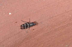 Ulidiidae