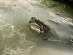Lithobates pipiens