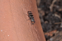 Ulidiidae