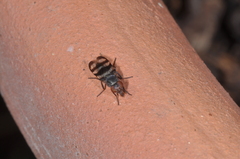 Ulidiidae