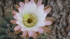 Echinopsis rhodotricha