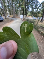 Phytomyza minuscula group