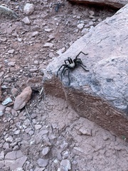Aphonopelma iodius
