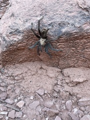 Aphonopelma iodius