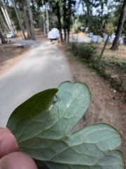 Phytomyza minuscula group