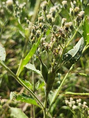 Neolasioptera perfoliata