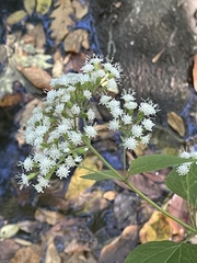 Ageratina altissima