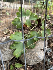 Phytomyza minuscula group