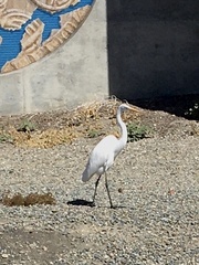 Ardea alba