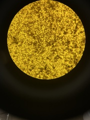 Pisolithus tinctorius