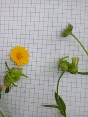 Calendula