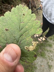 Phyllonorycter holodisci
