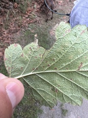 Phyllonorycter holodisci