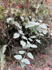 Phyllonorycter holodisci