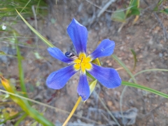 Calydorea xiphioides