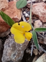 Crotalaria pumila