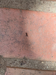 Brachyponera chinensis