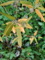 Croton glandulosus