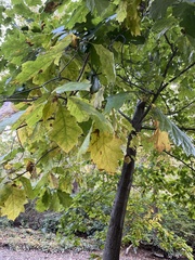 Quercus bicolor