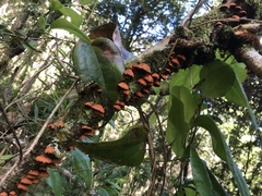 Anthracophyllum discolor