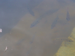 Mayaheros urophthalmus