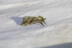 Sthenopis argenteomaculatus