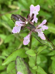 Stachys floridana