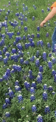 Lupinus texensis