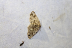 Melanolophia