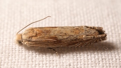 Eucosma cana