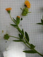 Calendula