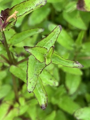 Stachys floridana