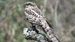 Hydropsalis torquata