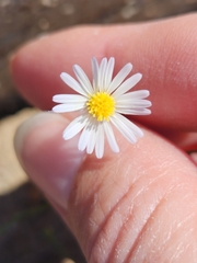 Symphyotrichum divaricatum