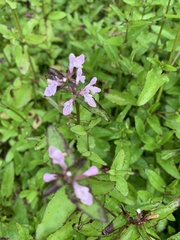 Stachys floridana
