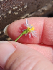 Symphyotrichum divaricatum