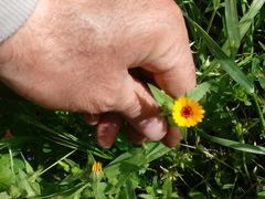 Calendula
