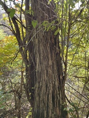 Maclura