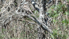 Hydropsalis torquata