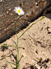 Symphyotrichum divaricatum