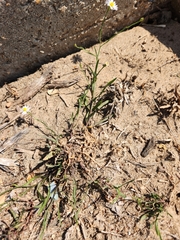 Symphyotrichum divaricatum