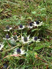 Eryngium carlinae